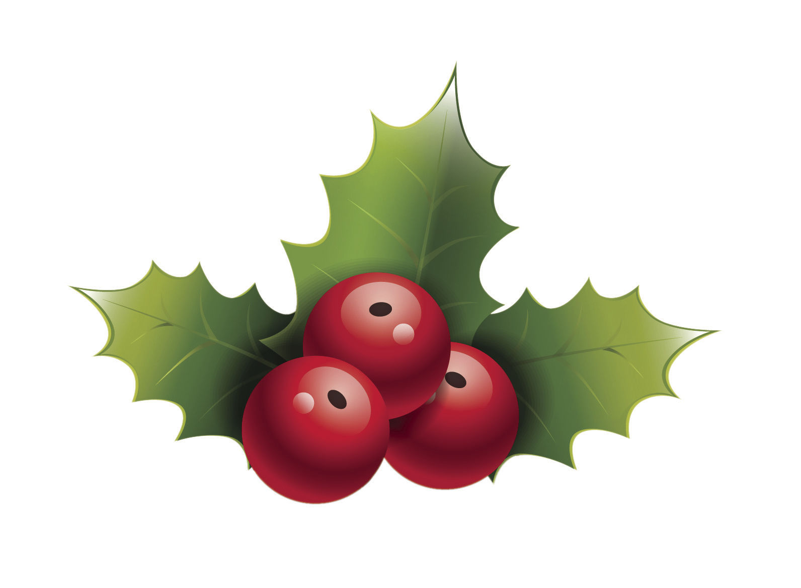 holly